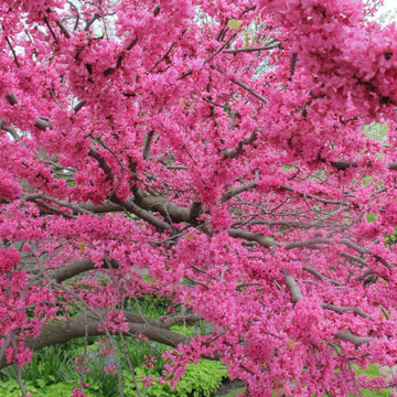 Life Near the Botanical Gardens