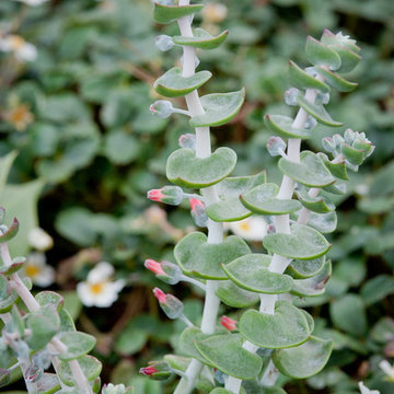 Dudleya Blooms