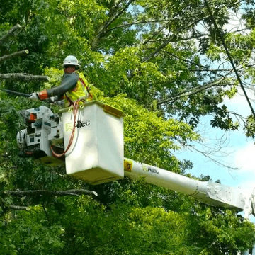 Tree Removal Services Virginia Beach