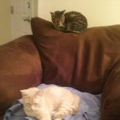 Karen Comensky's photo