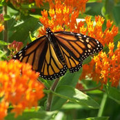 Meadowview Farm & Natural Habitat Gardens, LLC's photo