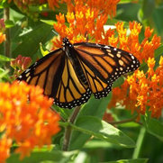 Meadowview Farm & Natural Habitat Gardens, LLC's photo
