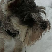 Maggie Smiths billede