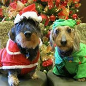 Deborah Lightfield's photo