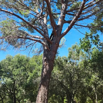 Greenview Tree Care