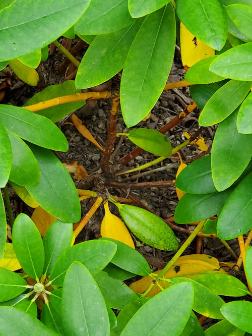 Rhododendron yellow stems