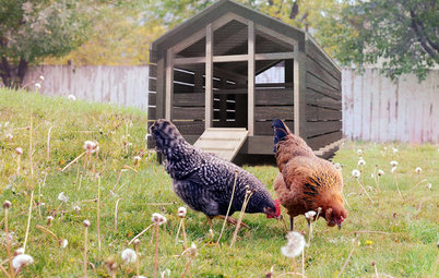 Ich wollt ich wär ein Huhn … 8 Tipps fürs Hühnerhalten im Garten