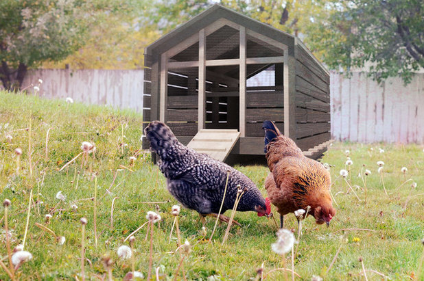 Modern  CRAFT-Designed Home Chicken Coops