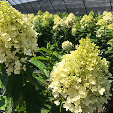 Current Featured Plants