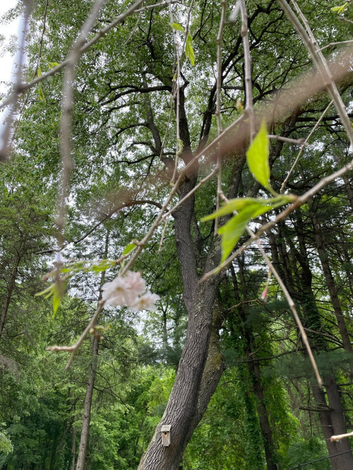 cherry tree didn't bloom
