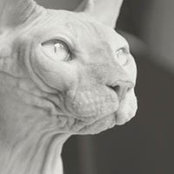 Foto von Oren Poli