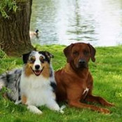 Lisa Dahr's photo