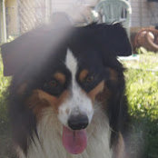 Maranda Ranch Kennels's photo