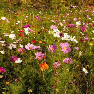 Sommerblumen