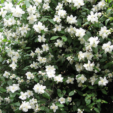 Mock orange (Philadelphus lewisii)