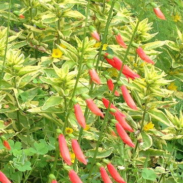 Penstemon barbatus