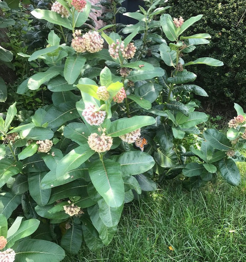 When to cut back Common Milkweed in NJ zone 6