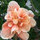 Beth Wilhelms