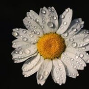 TC Leyla Ader's photo
