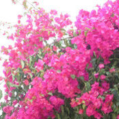 Anupa Sahdev's photo