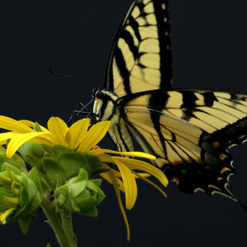The Art of Nature