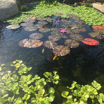 El Cielito