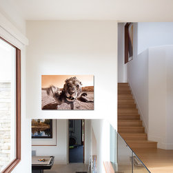 "Lion"   |   Aaron Chang  |  Fine Art - Photographs