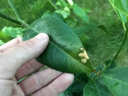 Diagnosing leaf problems - new Meyer lemon | Houzz Forum