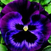 Denise Rush's photo