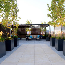 Dahlia - Pergola