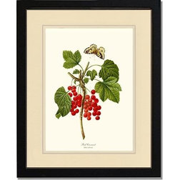 Traditional Prints And Posters Vintage Botanical Fruit Art Print, Red Currant, Cream, 11"x14", Black Frame