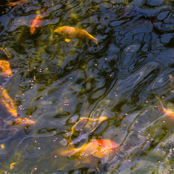 Koi Ballet - Fine Art Prints