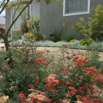 Native California Palo Verde Canopy