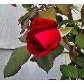 Sharon Petry's photo