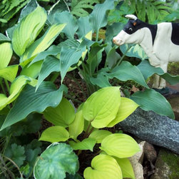 Hosta - Products