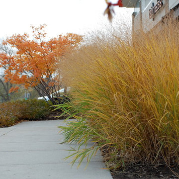 Ornamental Grasses