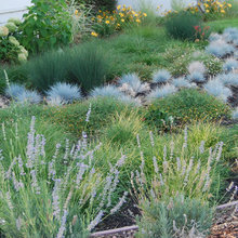 Yard Plants