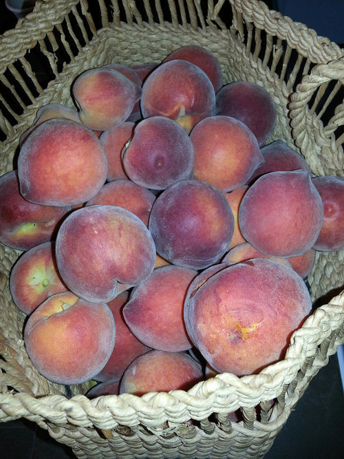 Peaches are Ripe! Can you Identify?