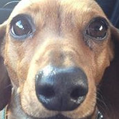 David Eaton's photo
