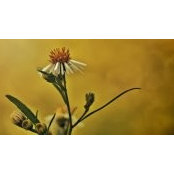 Nic Smith's photo