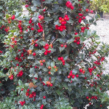 In Bloom