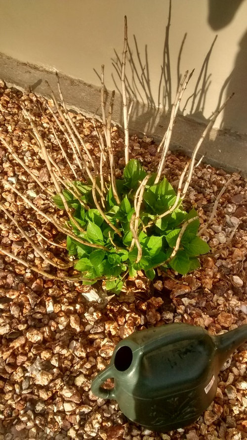 what does a dormant hydrangea look like
