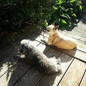 Wiley Cornell's photo