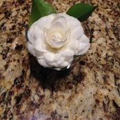 Barbara Wright's photo