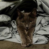 Stephanie Cohen's photo