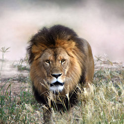 Male Lion 1 - Fine Art Prints