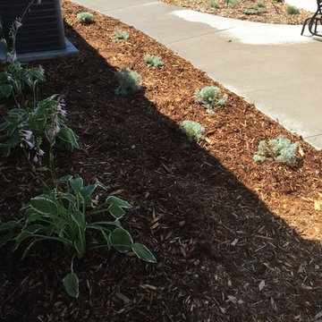 Planting & Dividing