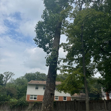 Large Tree Removal and Property Cleanup