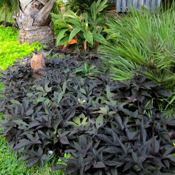 Tropical Accent Plants