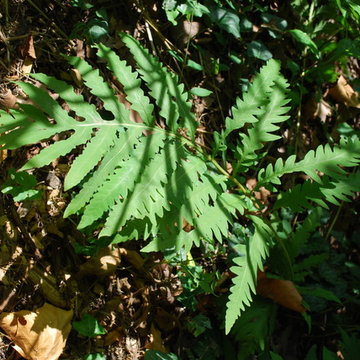 Sensitive Fern